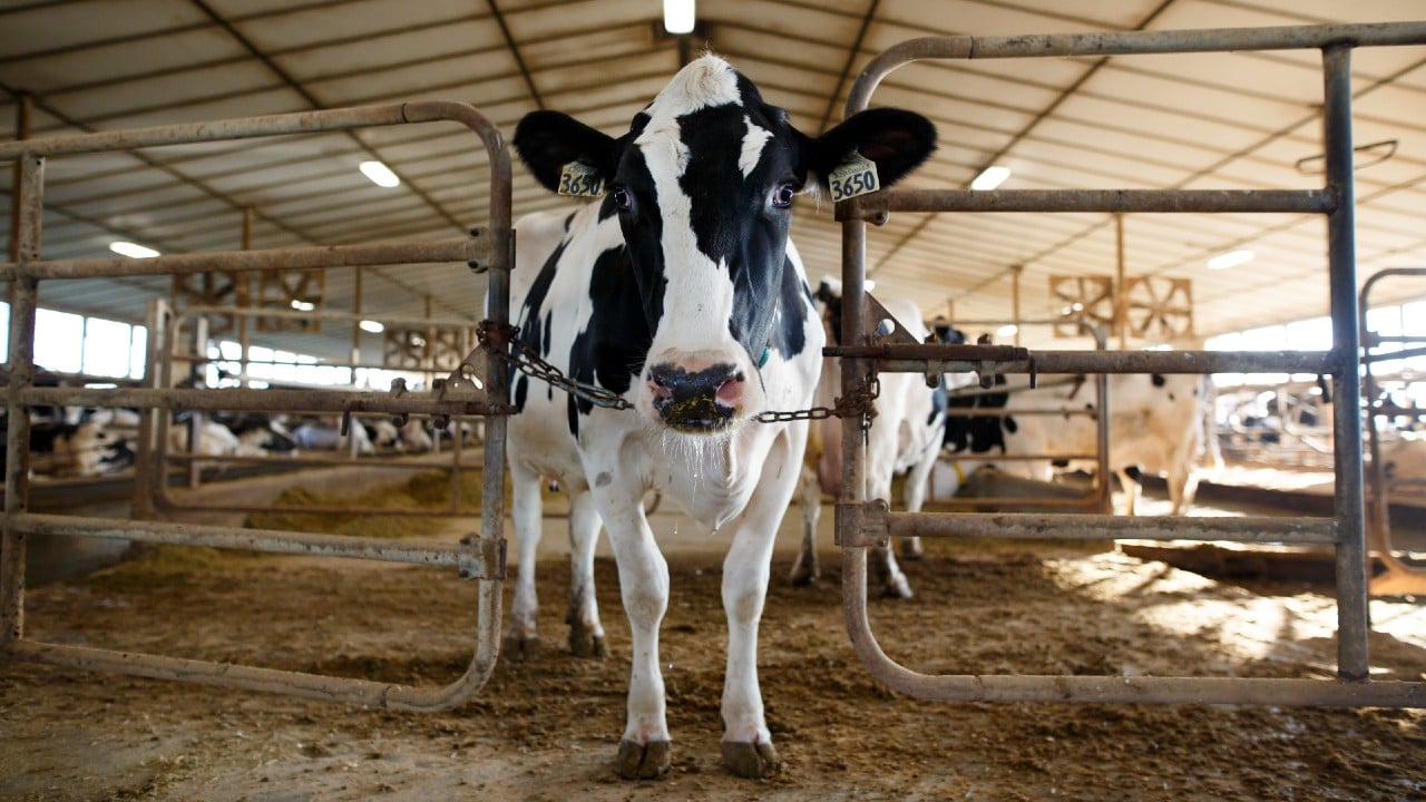 Reportan caso del mal de las ‘vacas locas’ en granja de Inglaterra