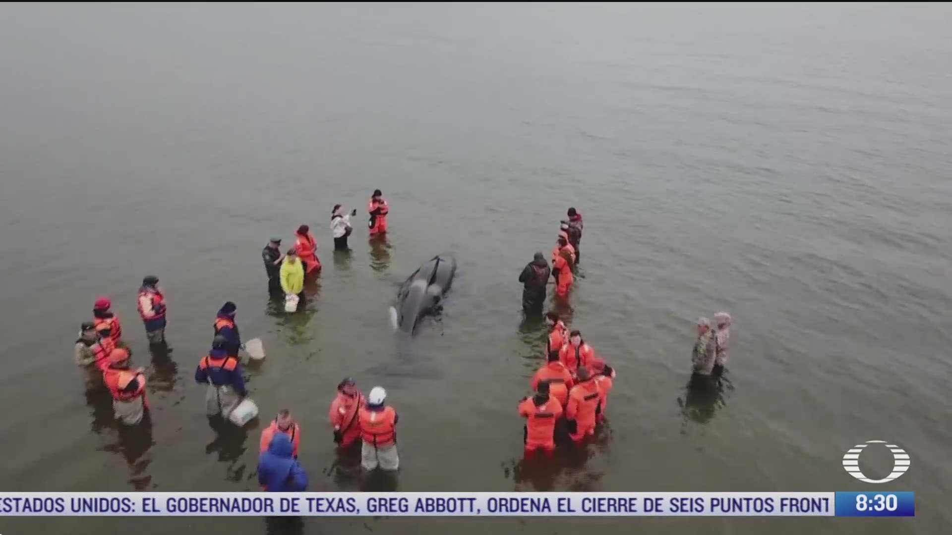 rescatan con exito a una orca bebe