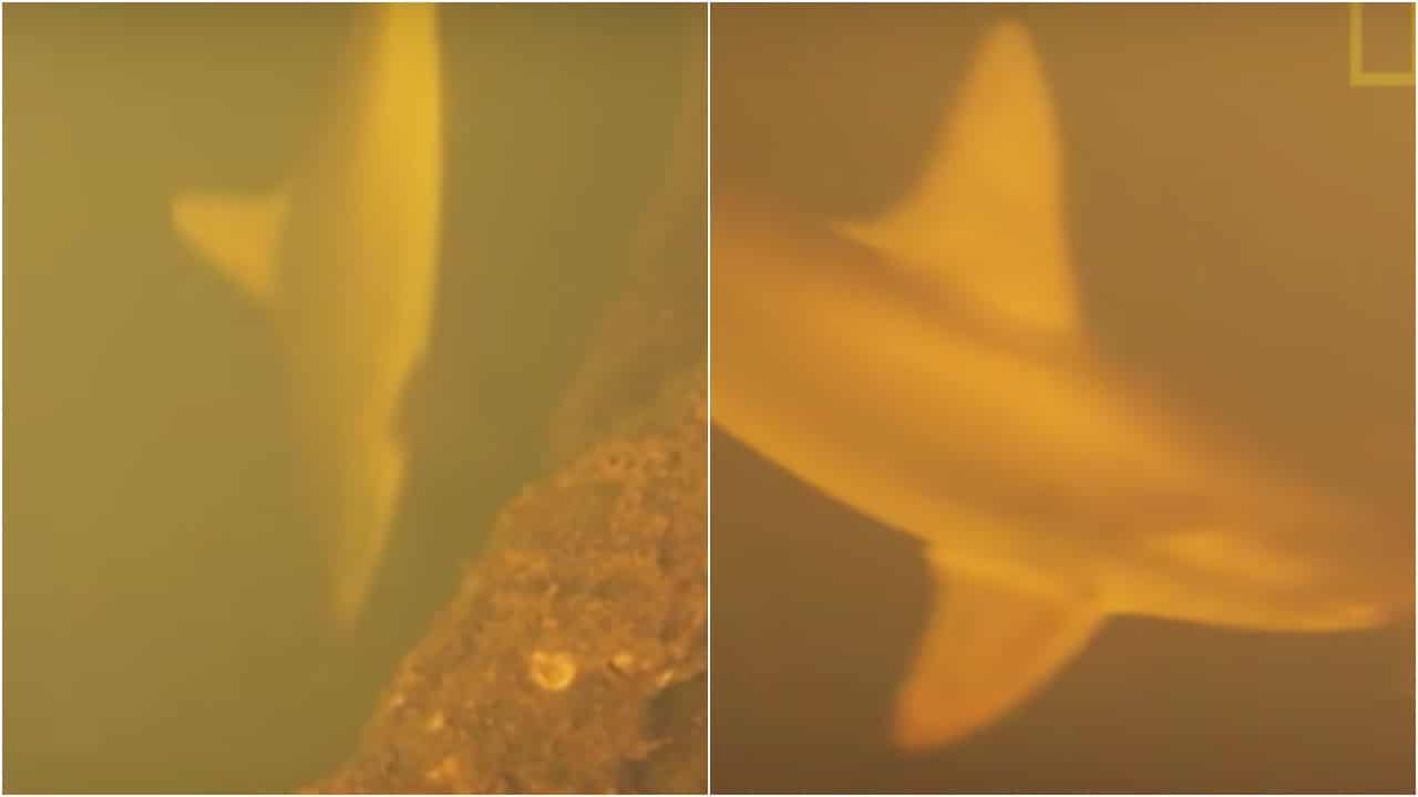 Tiburones y otros animales que viven en volcán submarino activo en el Océano Pacífico