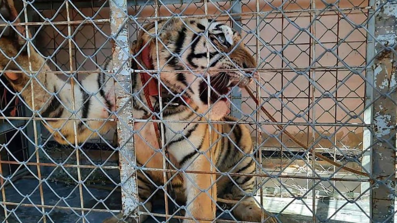 Aseguran una tigre de bengala en Sonora (Fiscalía de Sonora)