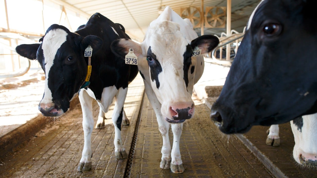 Brasil detecta 2 casos de ‘vacas locas’ y suspenden la exportación de carne con China