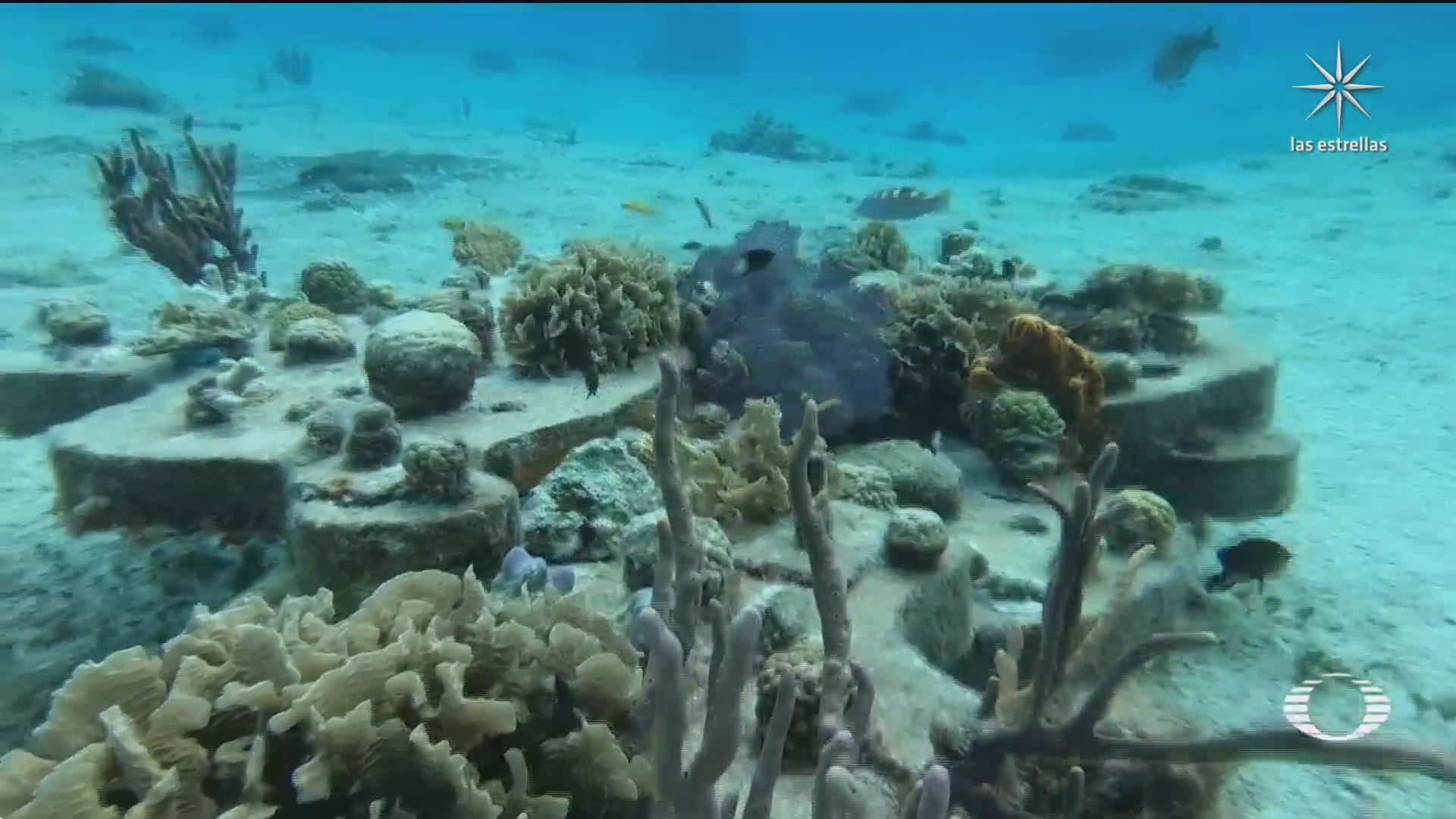 al rescate de los corales en el caribe mexicano