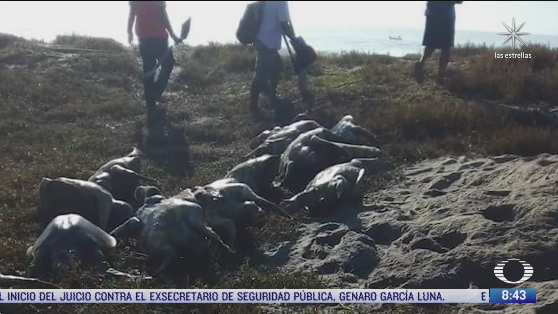 aparecen muertas mas de 300 tortugas golfinas en playas de oaxaca