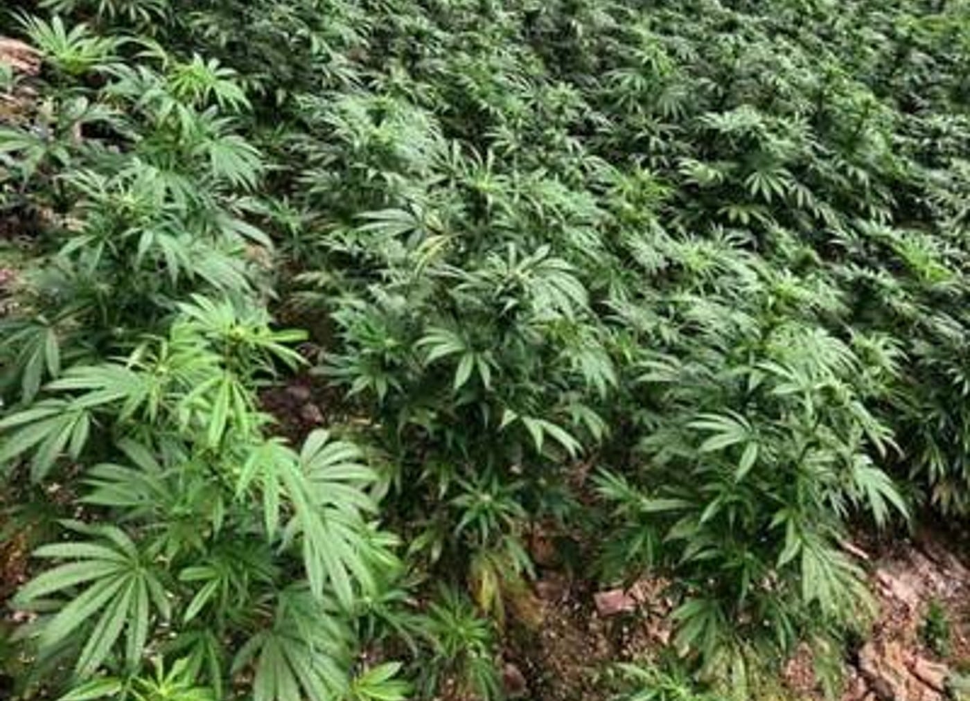 Autoridades en Chihuahua hallan cuatro plantíos de marihuana.