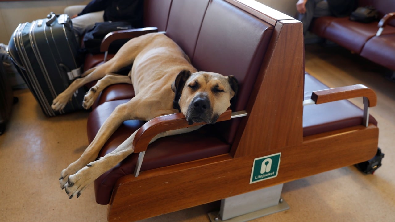 Boji es un perro callejero que sabe usar el transporte público de Estambul, Turquía