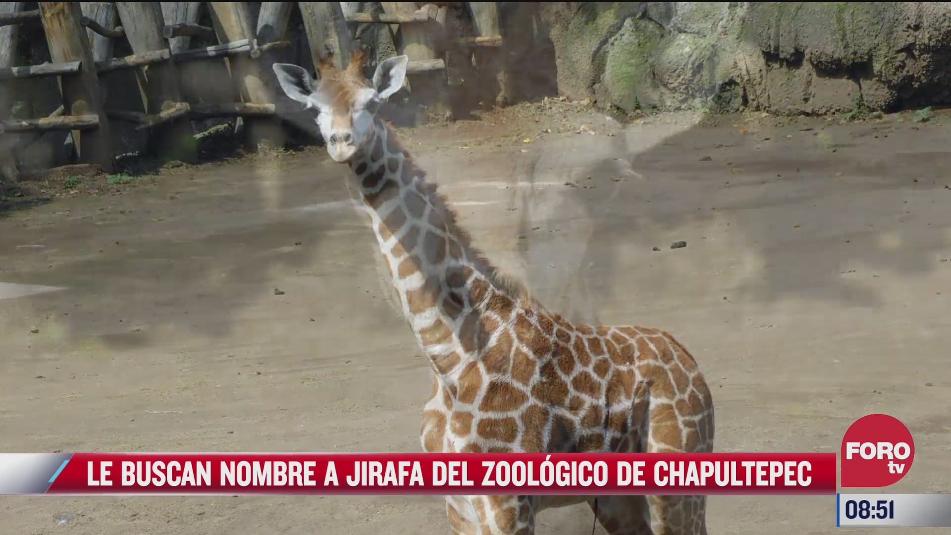buscan nombre a jirafa del zoologico de chapultepec
