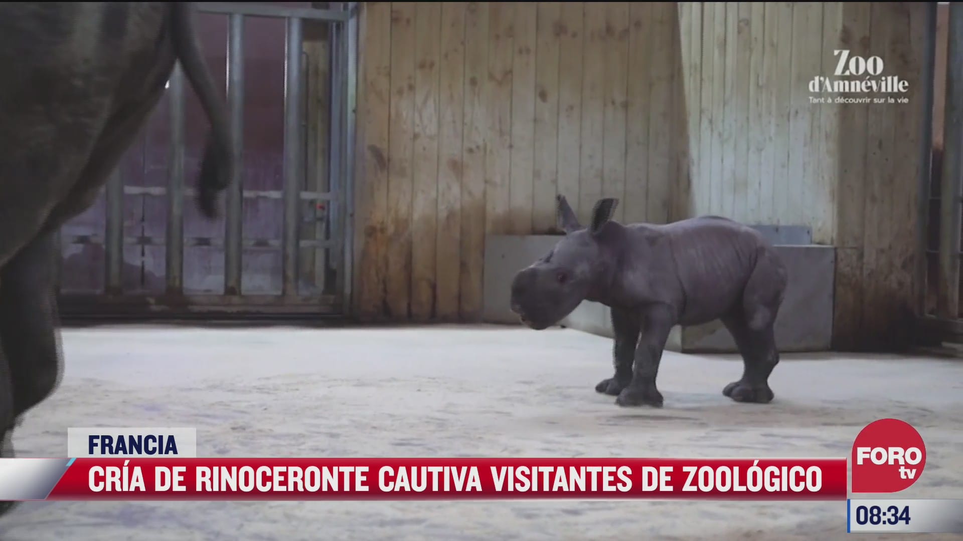 cria de rinoceronte cautiva visitantes de zoologico en francia