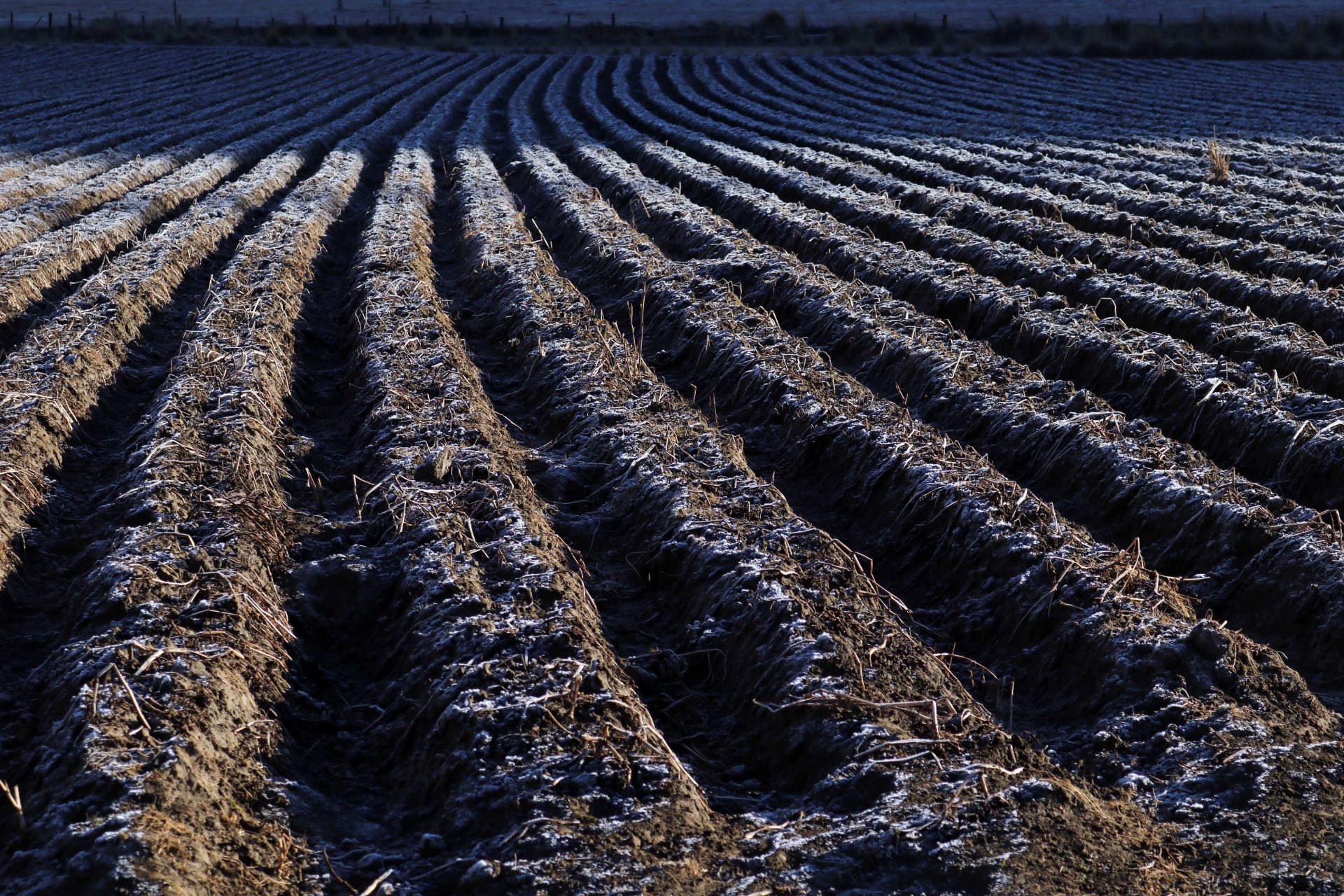 Fríos y heladas afectan cultivos en Veracruz