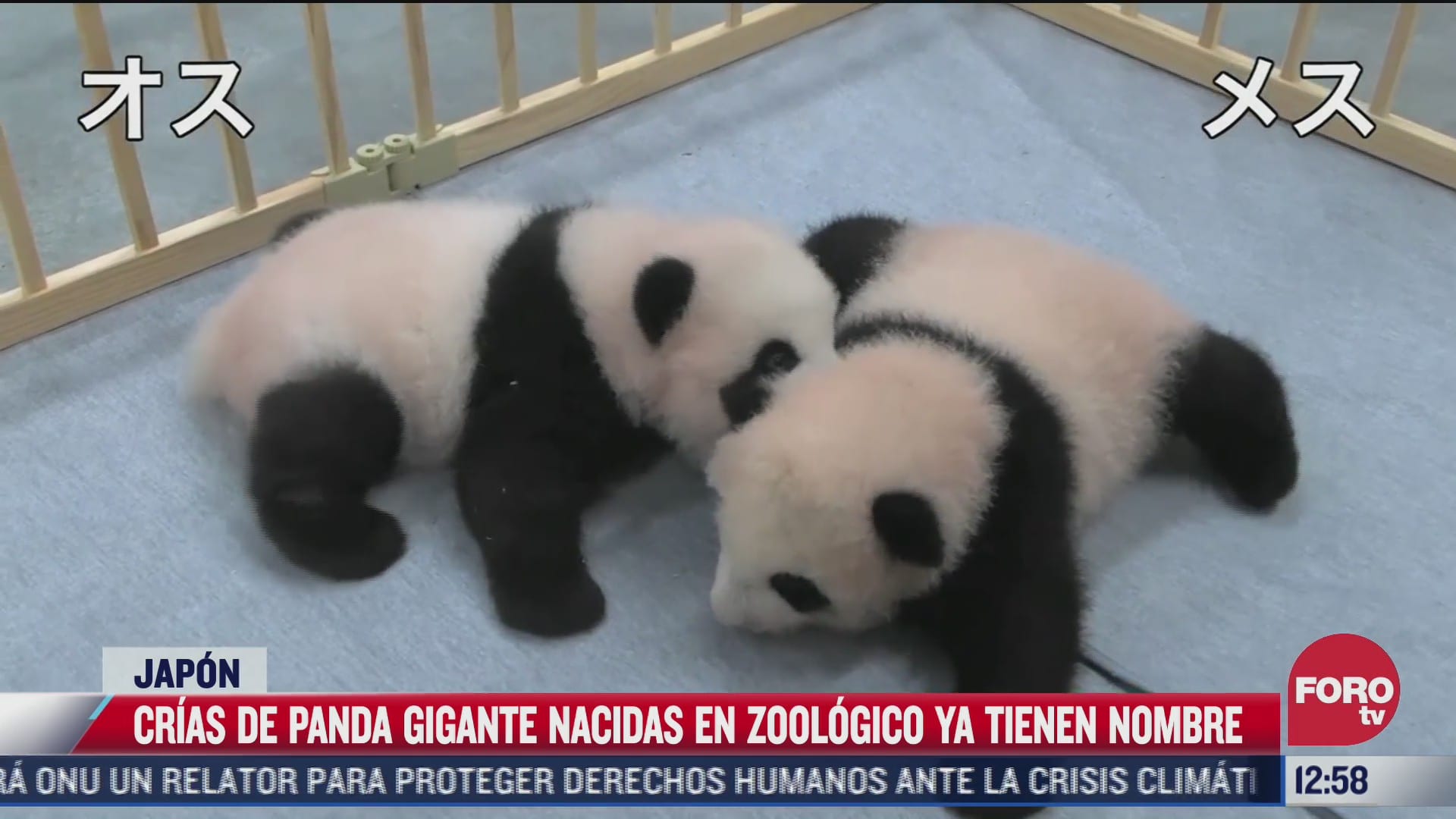 dan nombres a crias de pandas en zoologico de tokio