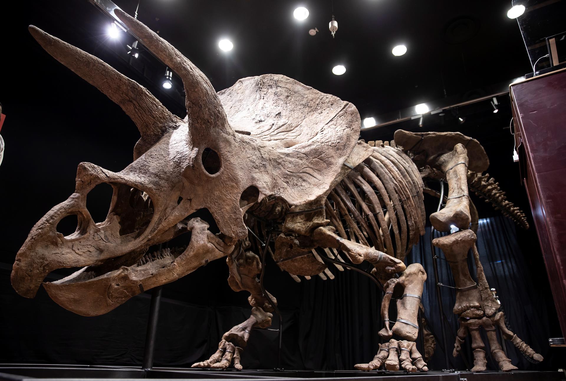 Vista general del esqueleto de un dinosaurio Triceratops fosilizado en la casa de subastas Drouot de Paris (EFE)