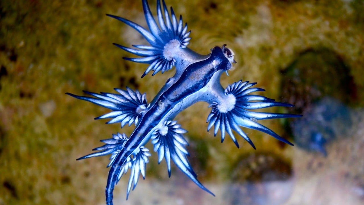 dragón azul, España, veneno, moluscos, especies marinas