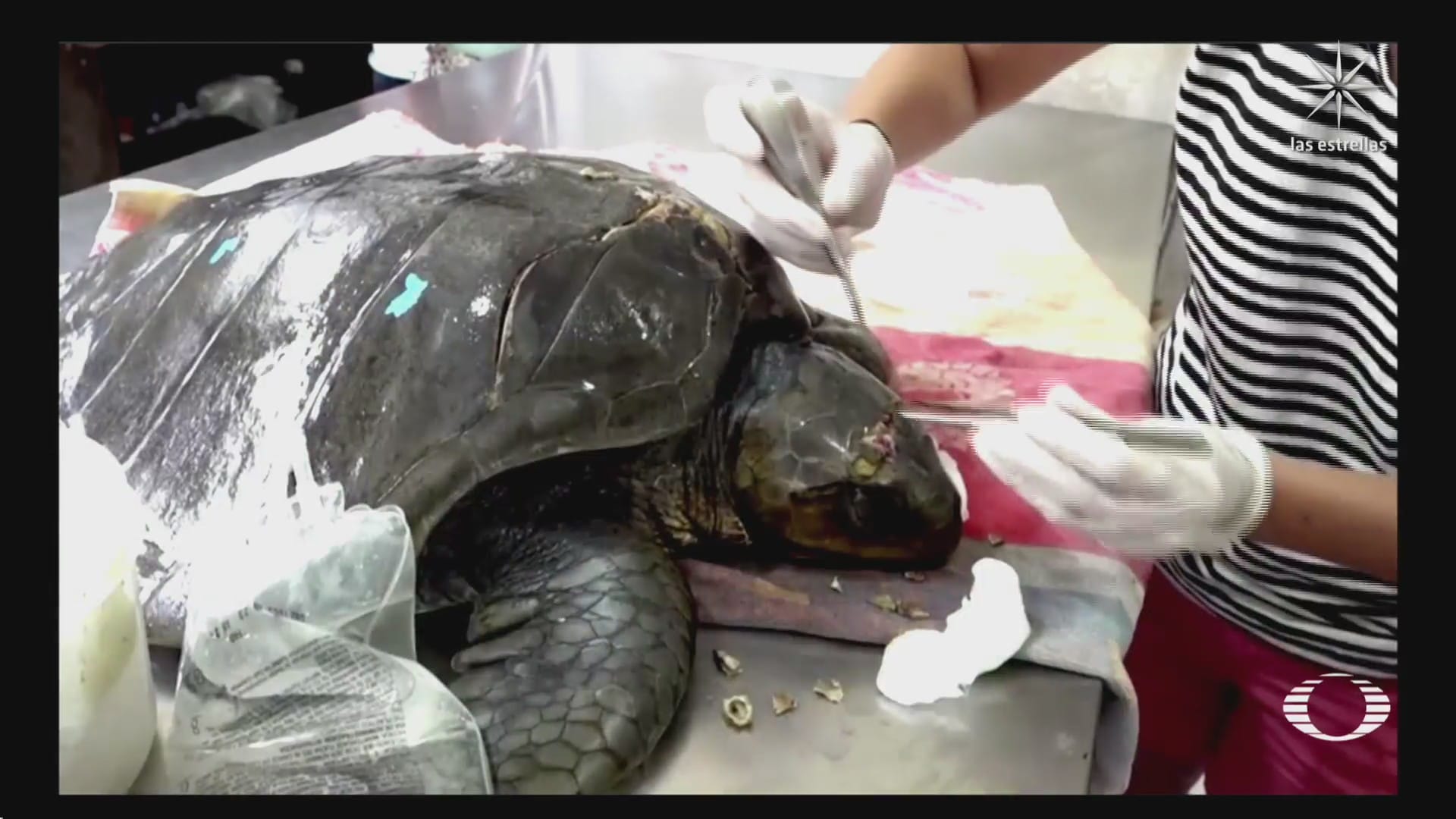 ecuador al rescate de tortugas marinas heridas