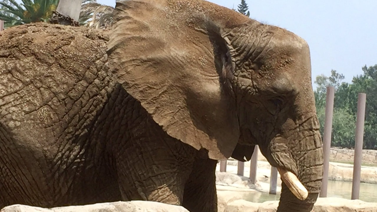 Ely, la última elefanta en los Zoológicos de la Ciudad de Mexico