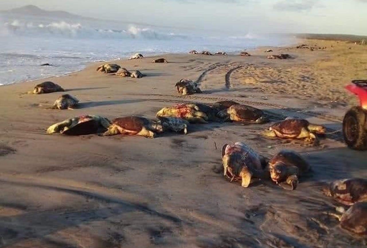 Hallan cientos de tortugas muertas en las costas de Oaxaca