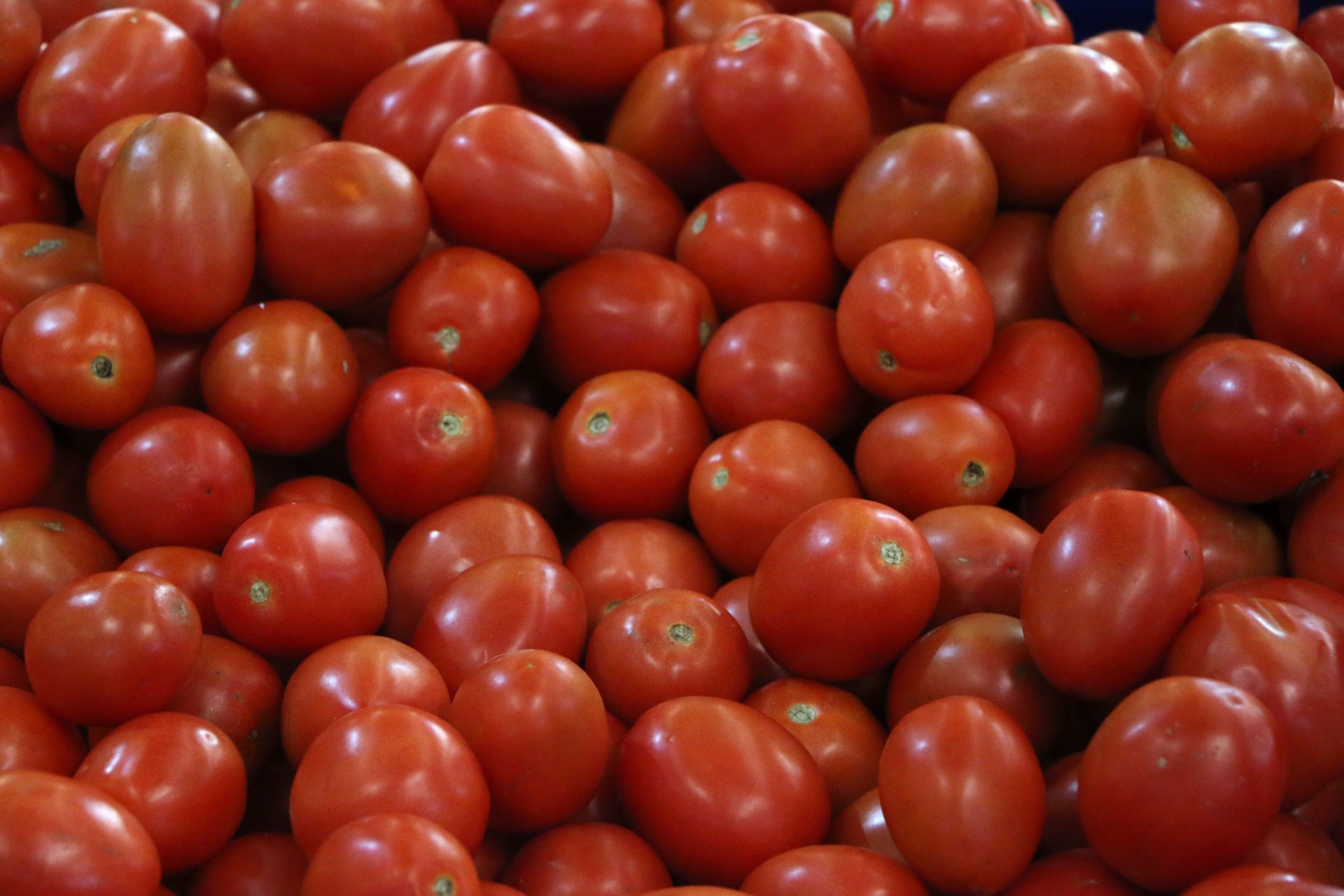 Jitomate o también llamado tomate rojo (Cuartoscuro)