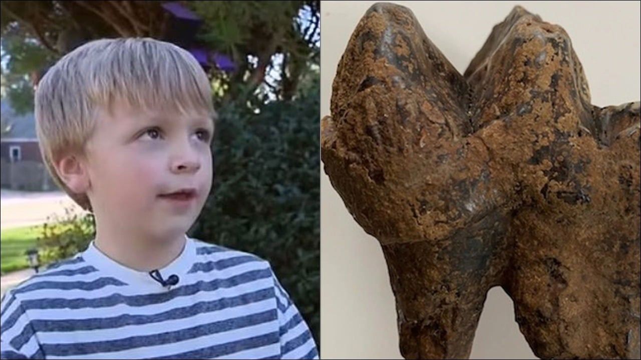 Niño descubre diente de mastodonte en Michigan, Estados Unidos