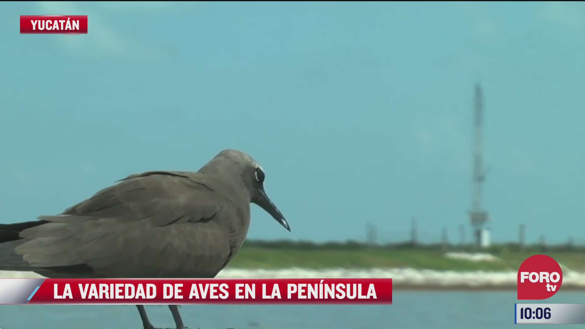 la variedad de aves en la peninsula de yucatan