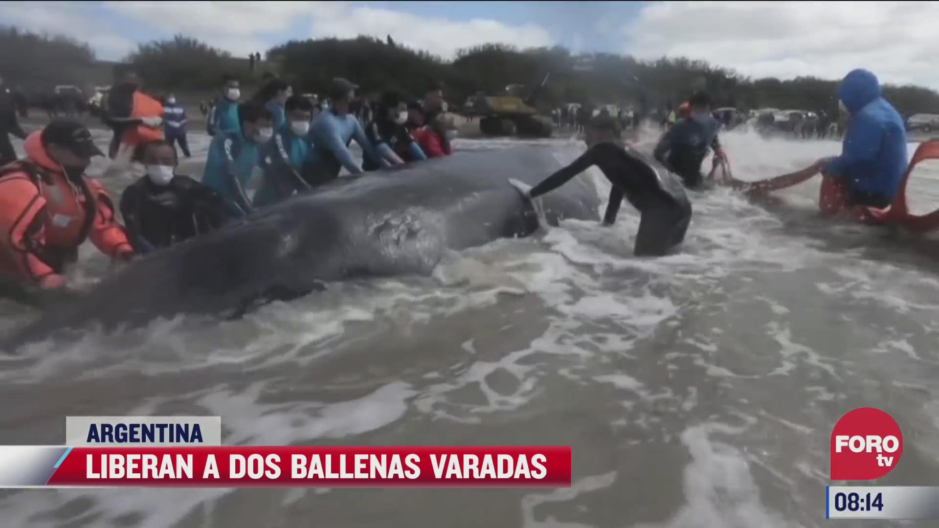 liberan a ballenas varadas en argentina
