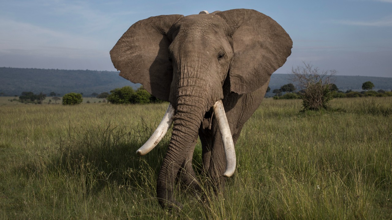 La caza provocó que los elefantes no tuvieran colmillos – Noticieros  Televisa