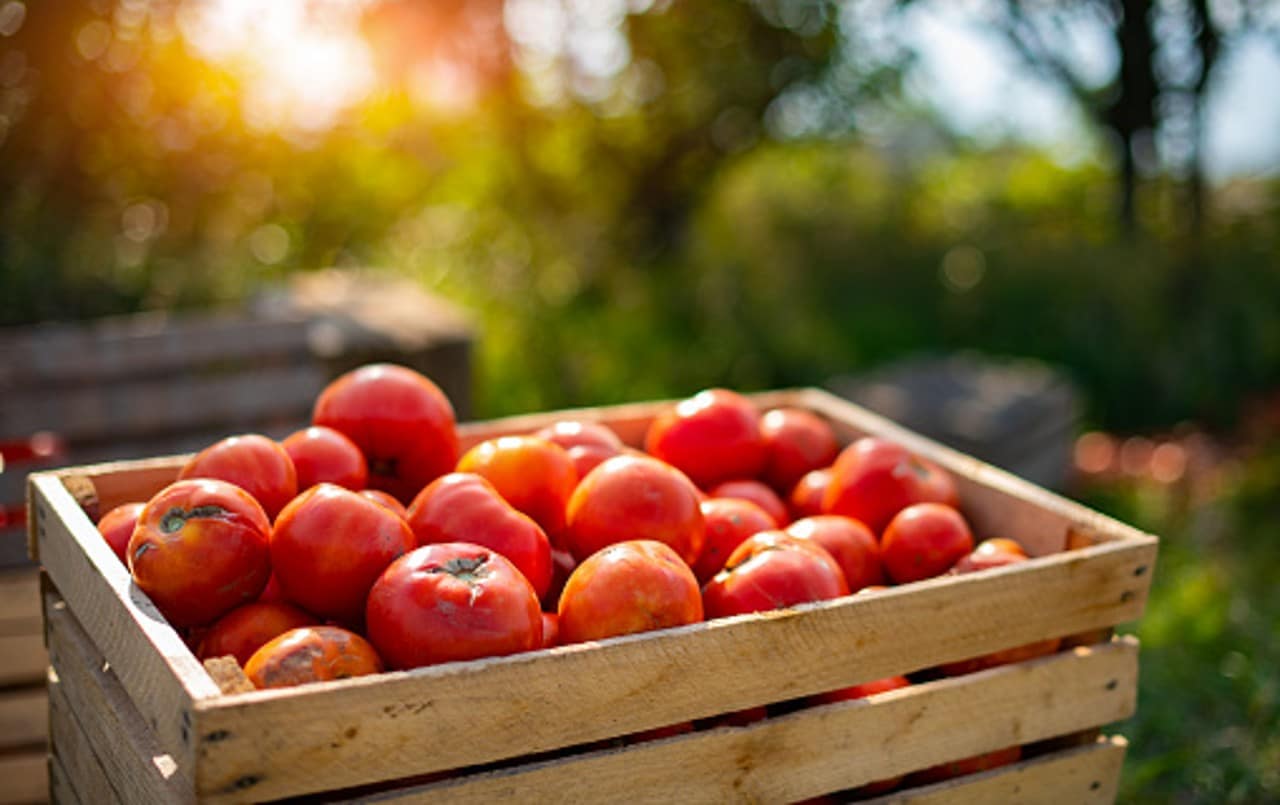México vigilará prohibición de entrada de tomates frescos a EEUU.