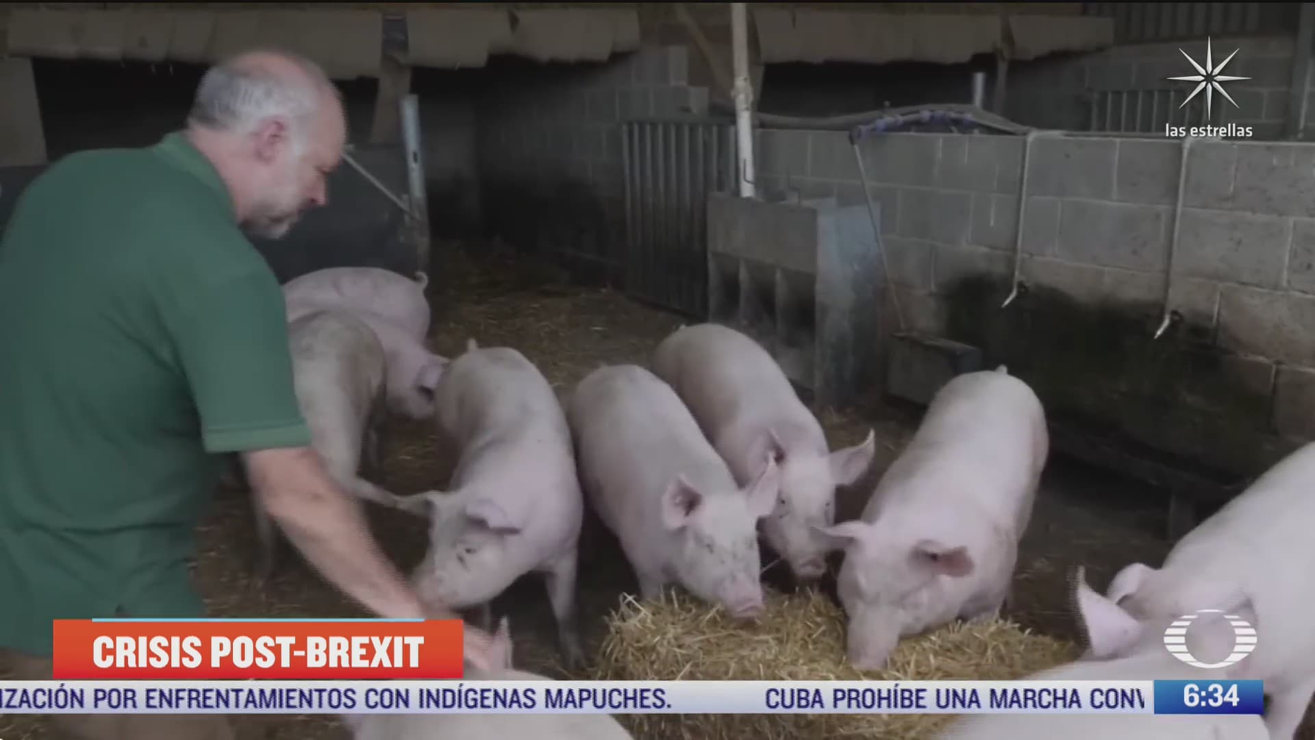 miles de cerdos podrian ser sacrificados en inglaterra