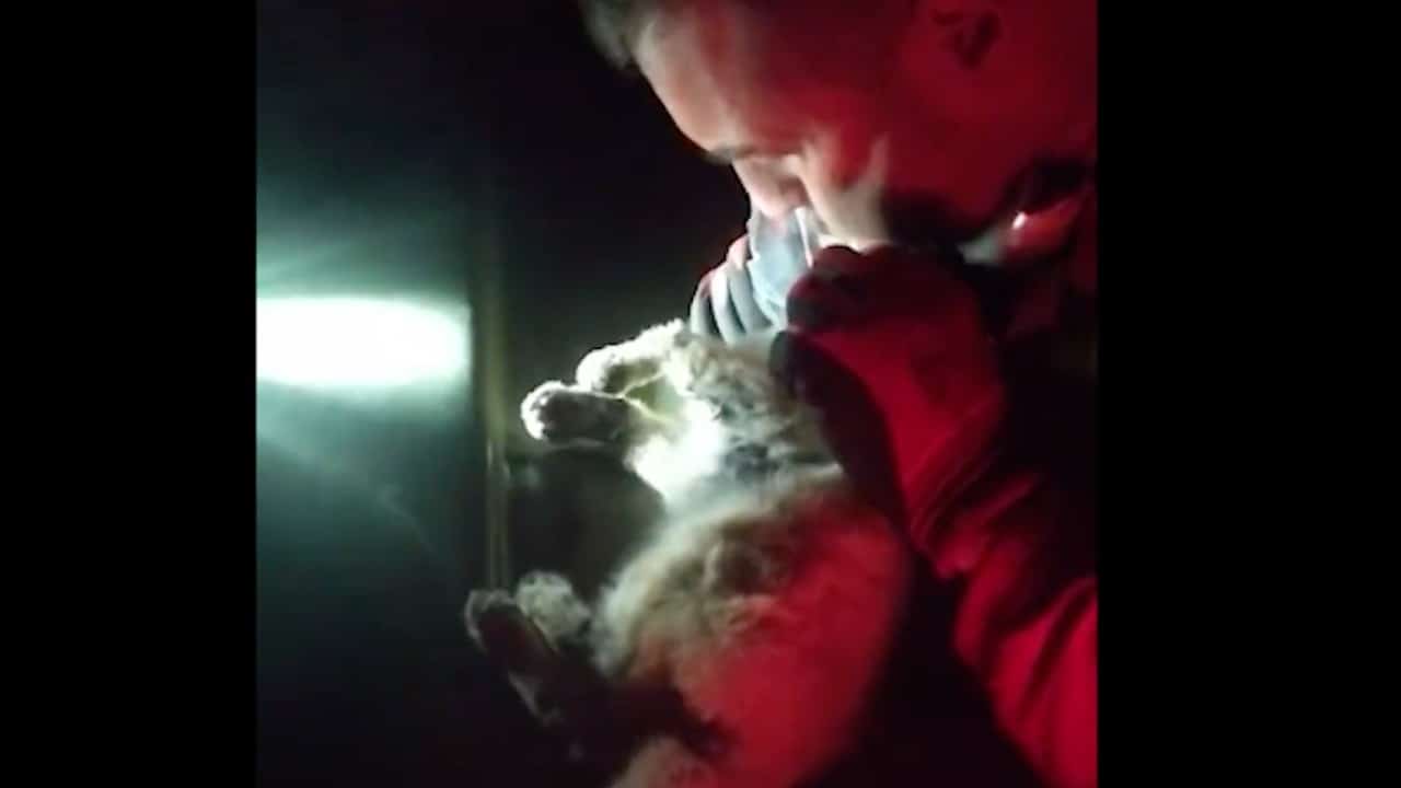Video: Un militar adopta a un gatito que salvó tras hallarlo asfixiado por las cenizas del volcán de La Palma