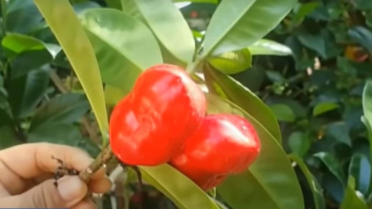 Niños mueren tras comer fruta roja en Colombia
