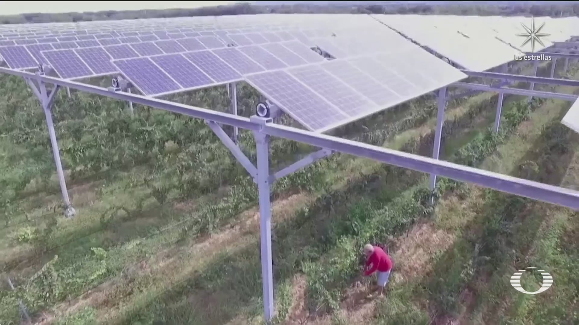 paneles solares aliado de vinicultores franceses para proteger vinedos