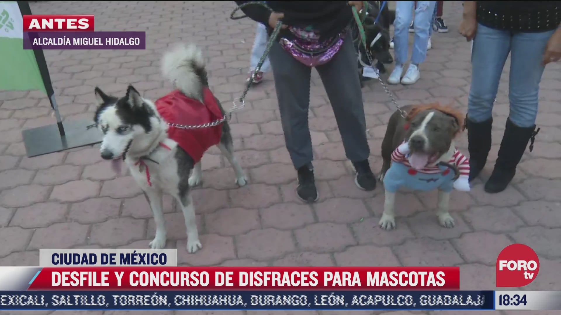 perritos buscan ganar un concurso de disfraces en cdmx