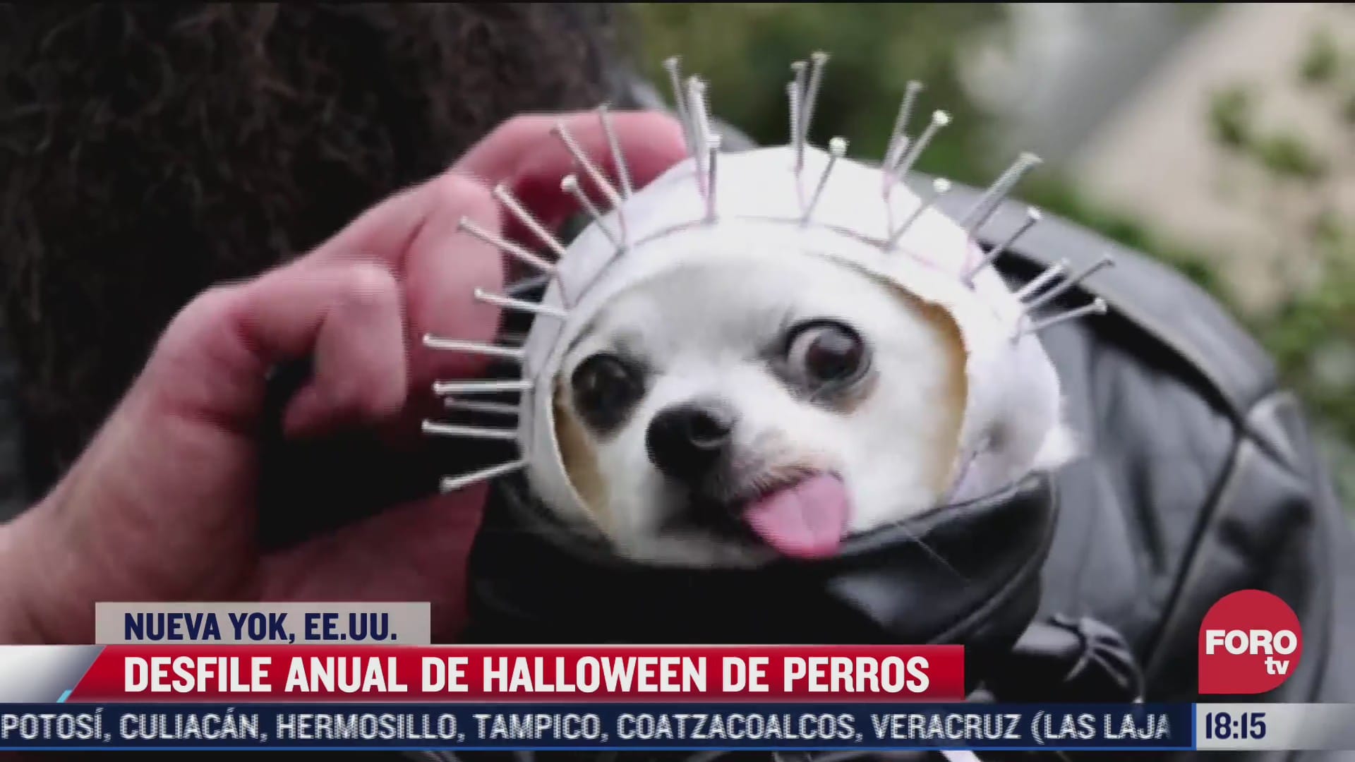 perritos protagonizan desfile de halloween