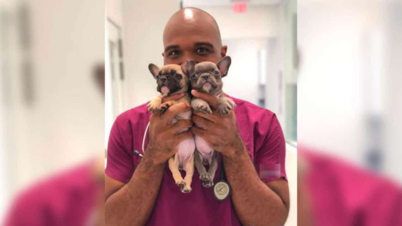 Sentencian a veterinario por abusar de perros en Florida