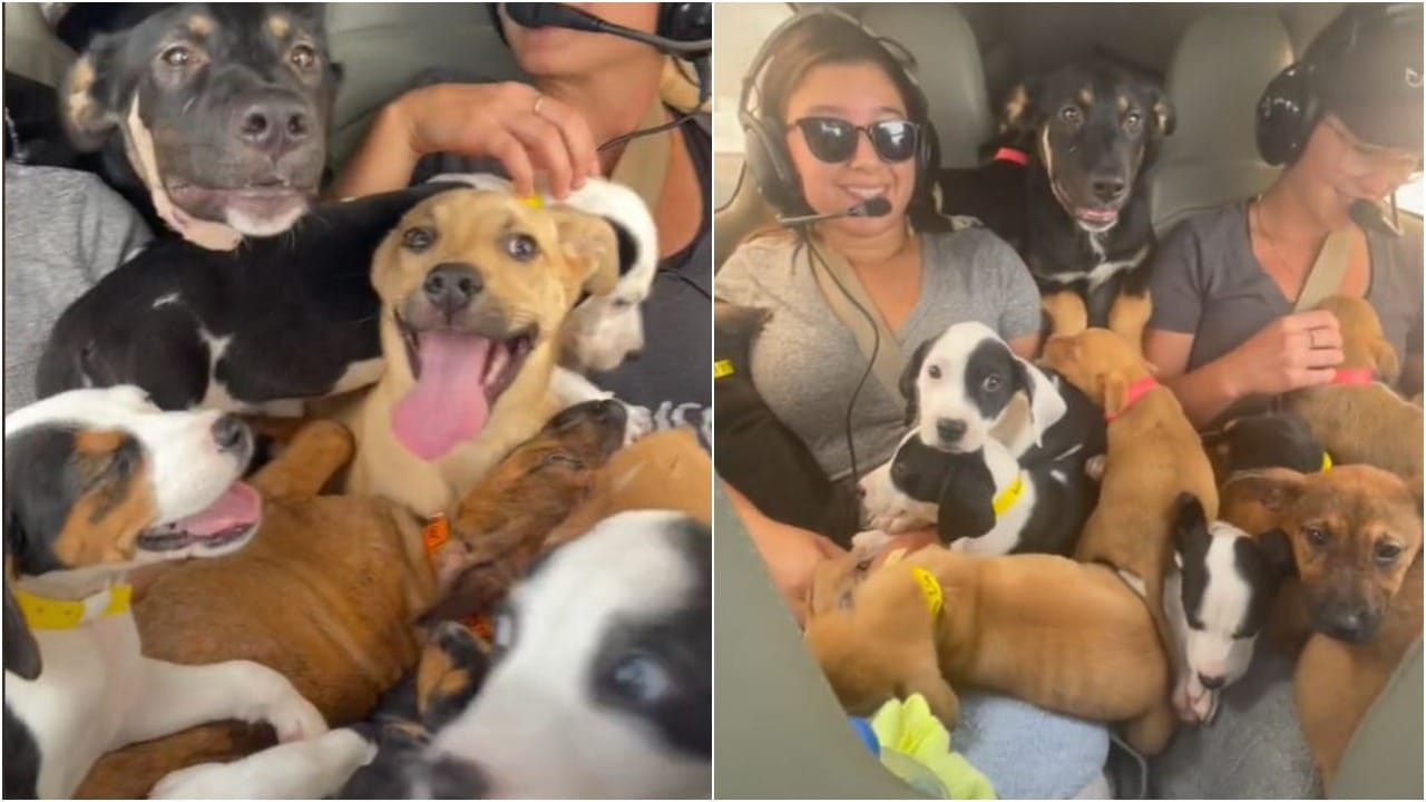 Realizan rescate de 27 perros usando una avioneta en Estados Unidos