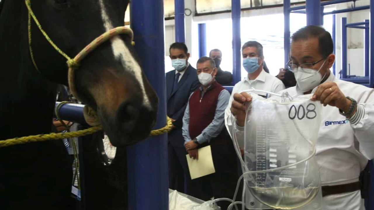 México inicia producción de suero equino para tratamiento contra covid