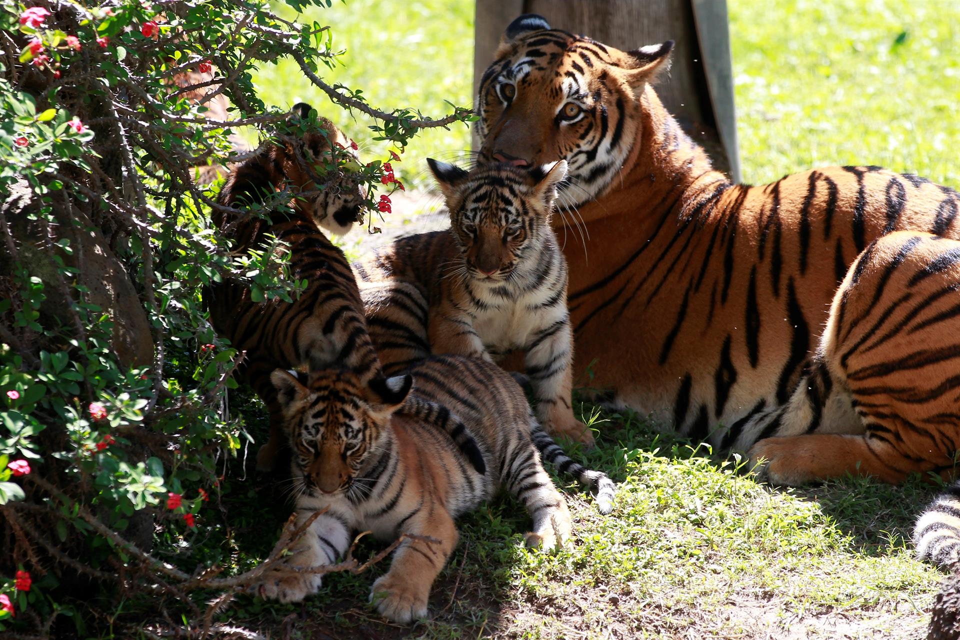 Cachorros de tigre de bengala deleitan a visitantes del zoológico de Guadalajara