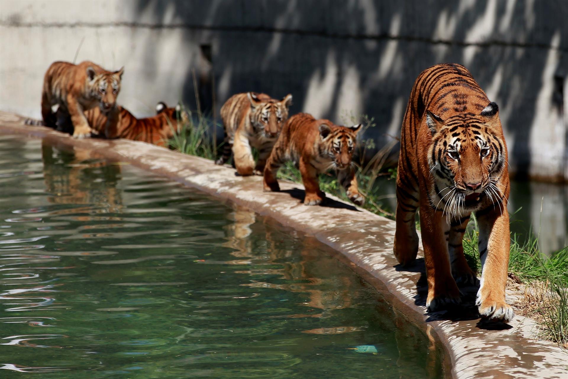 Cachorros de tigre de bengala deleitan a visitantes del zoológico de Guadalajara