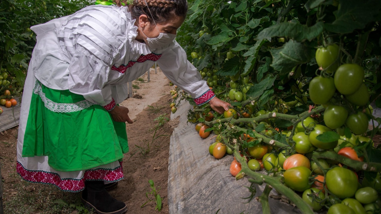Una mujer observa los tomates que producen en un invernadero.