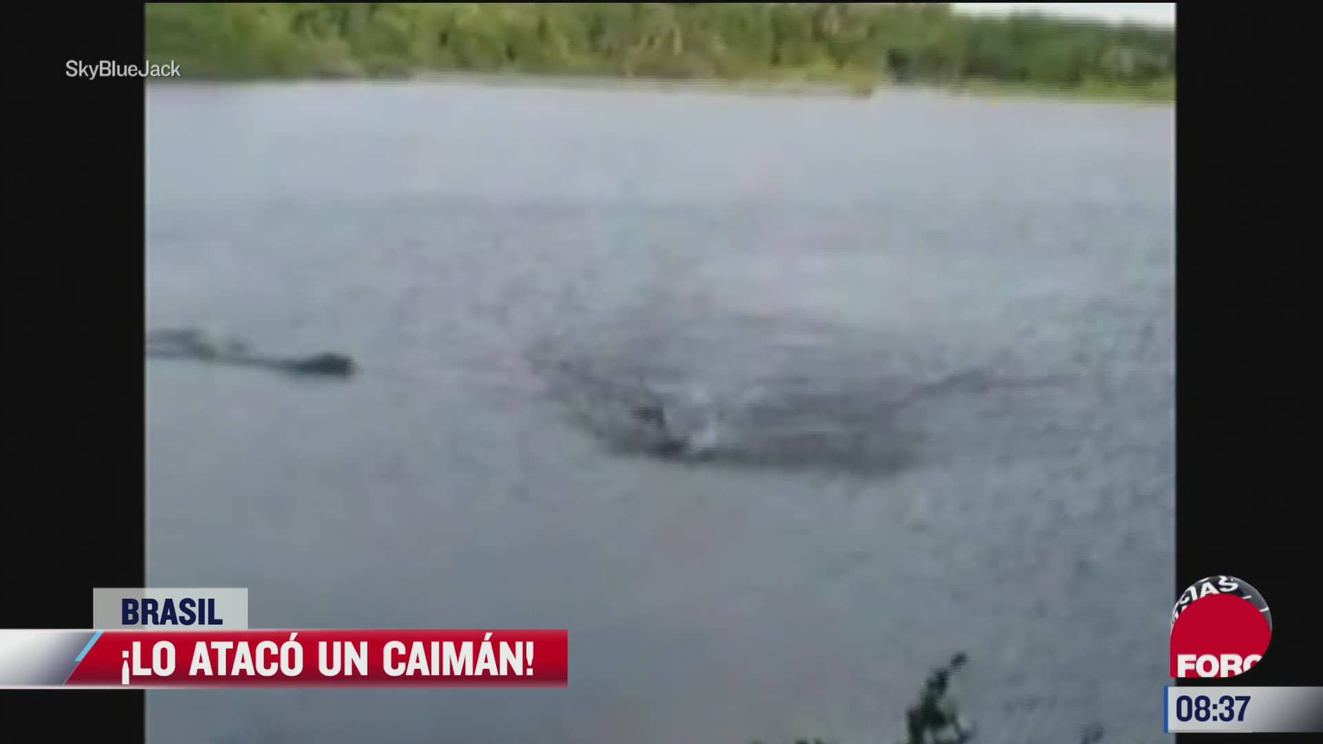 video ataque de caiman a hombre que nadaba en un lago