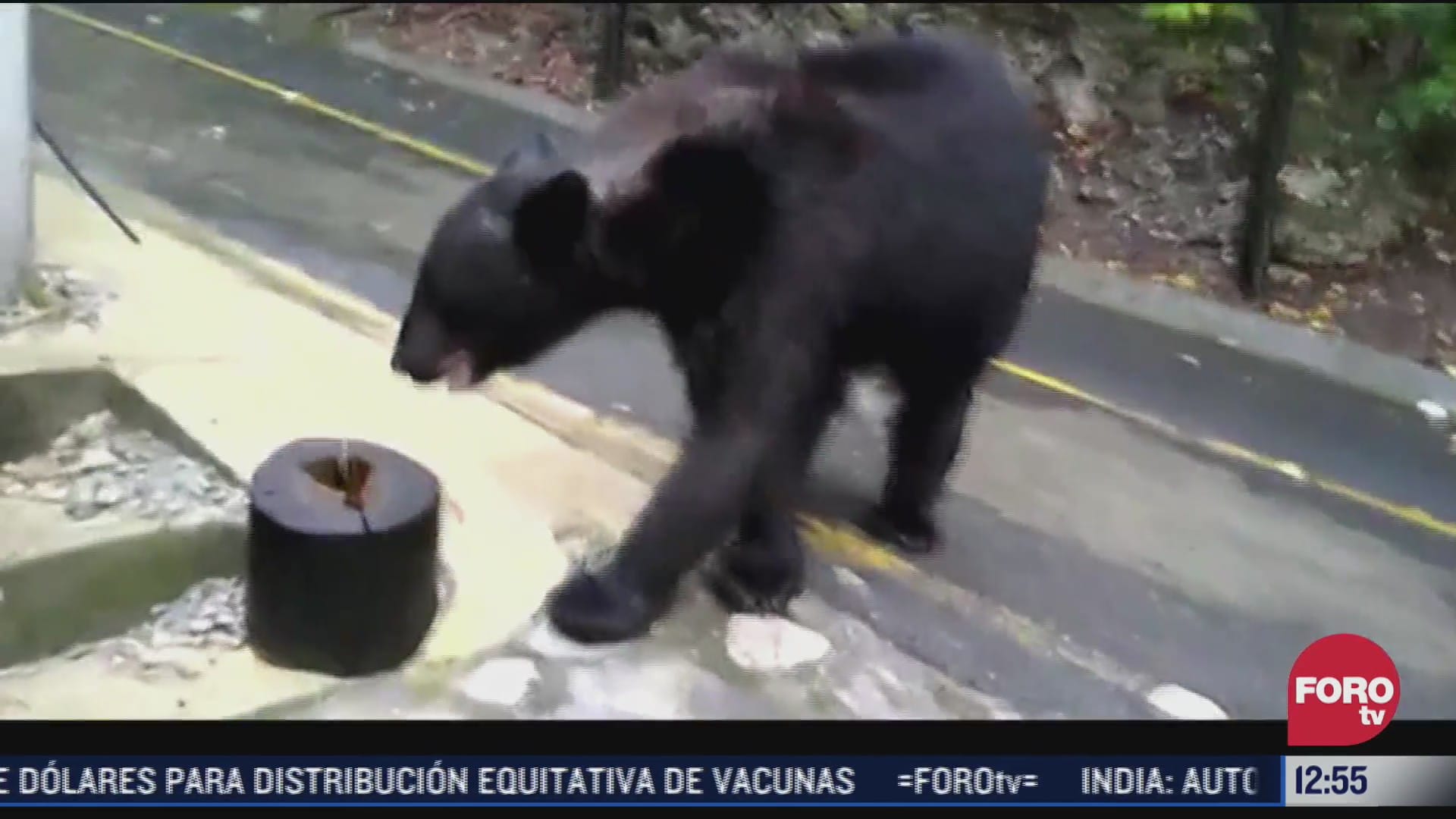 video de hombre que arroja gas lacrimogeno a oso causa indignacion