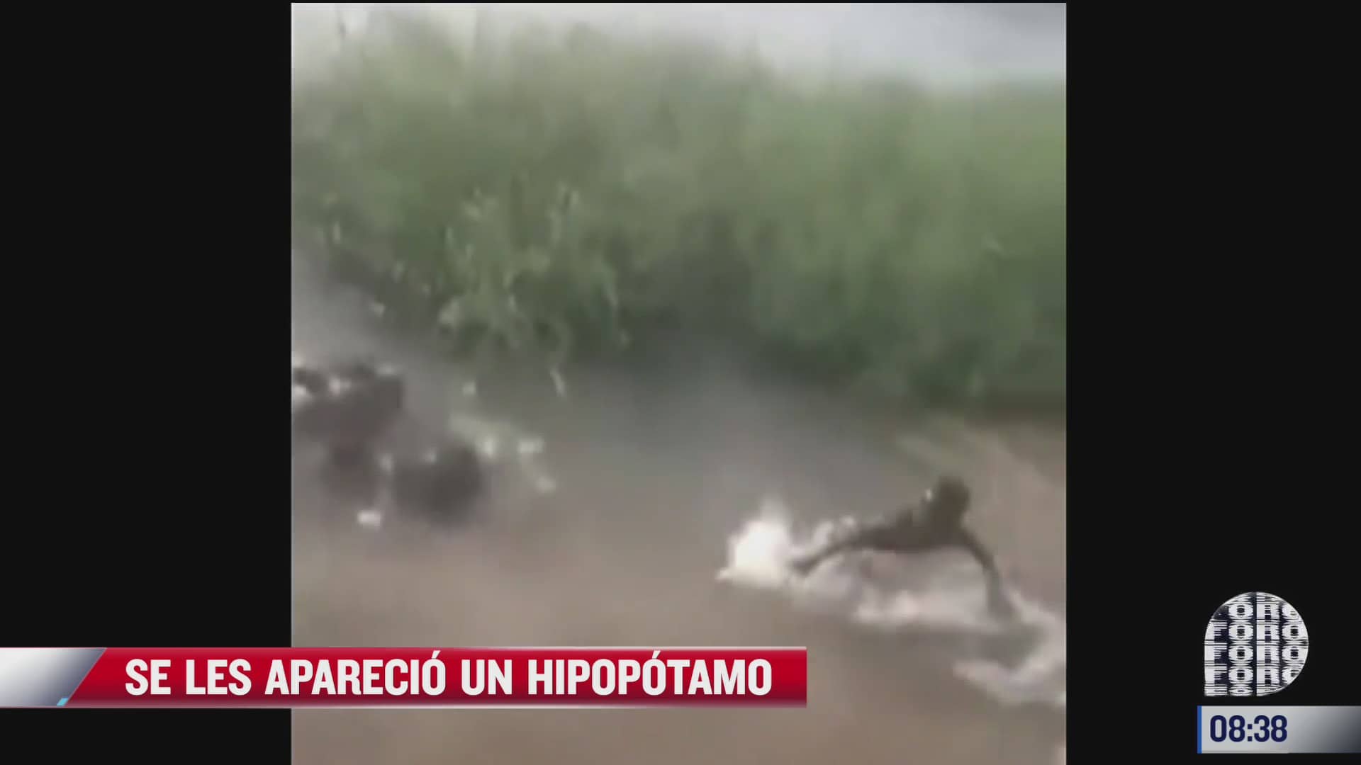 video hipopotamo aparece mientras ninos jugaban en el agua