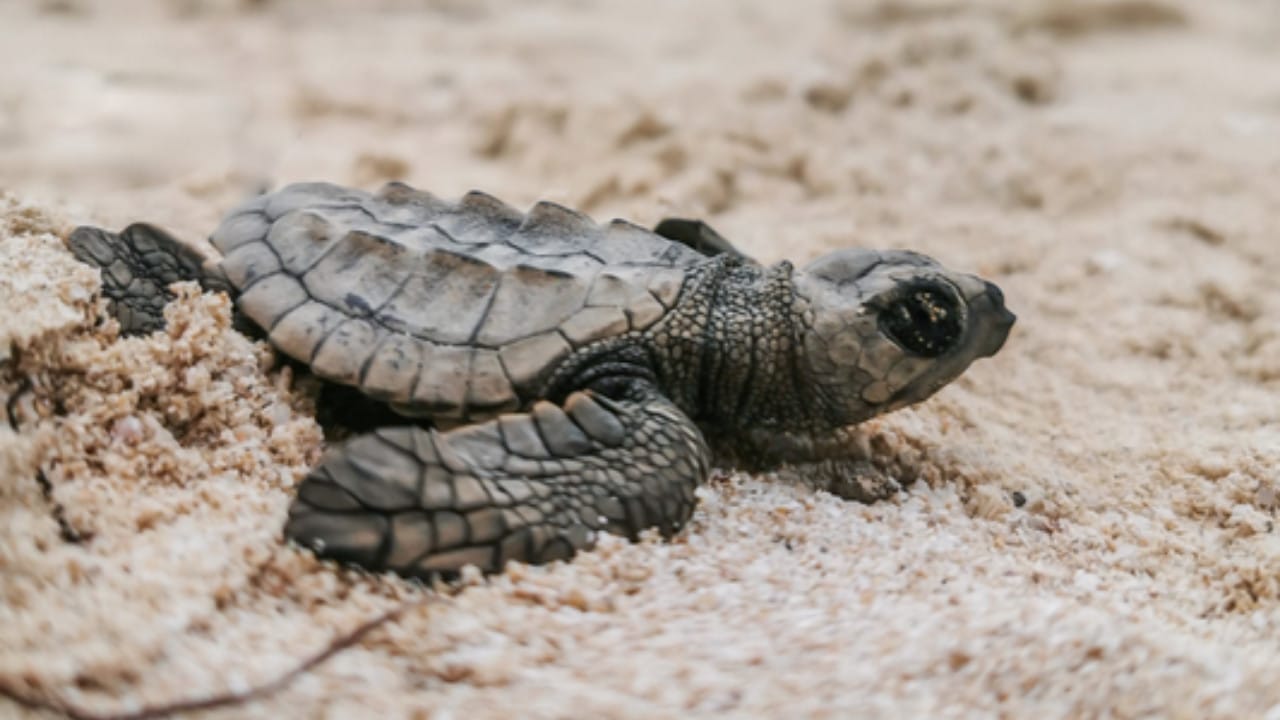 Población de tortugas marinas se recupera en Yucatán