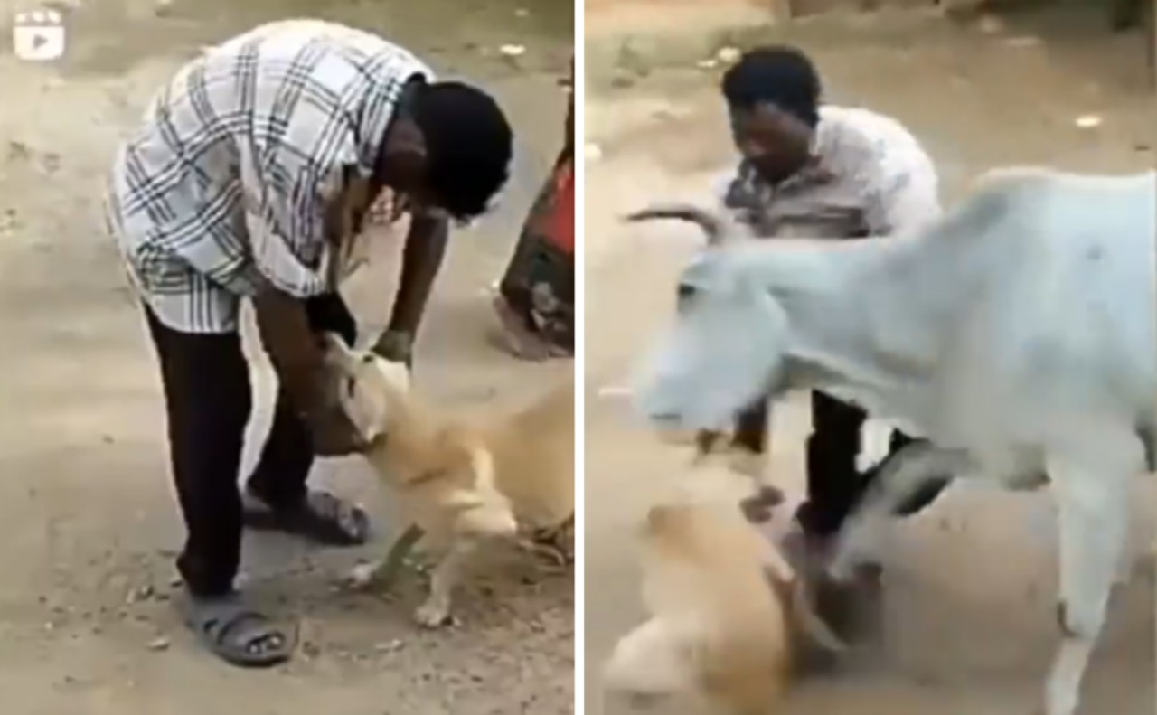 Video: Vaca ataca a un hombre que agredía a perro en India