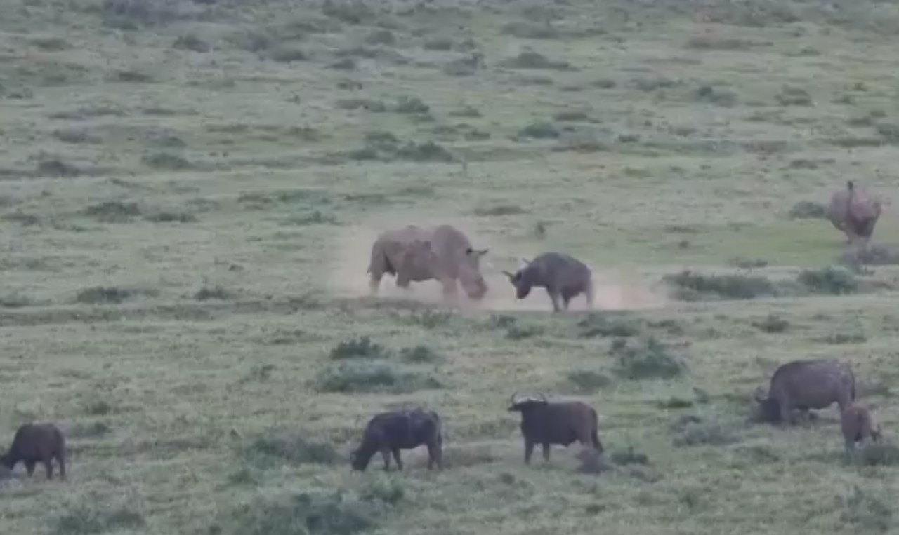 Captan pelea entre un rinoceronte y un búfalo: Video