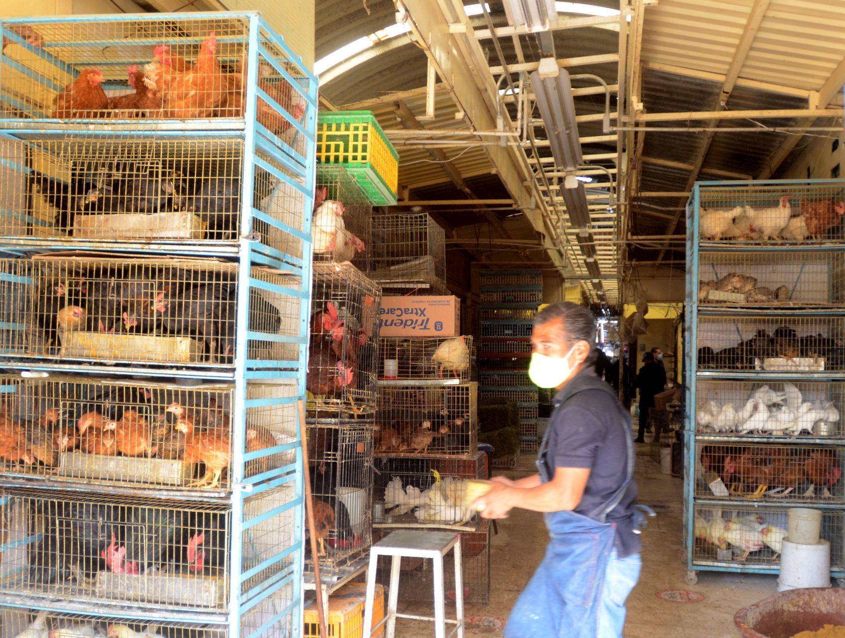 Animales a la venta en el Mercado de Sonora, CDMX