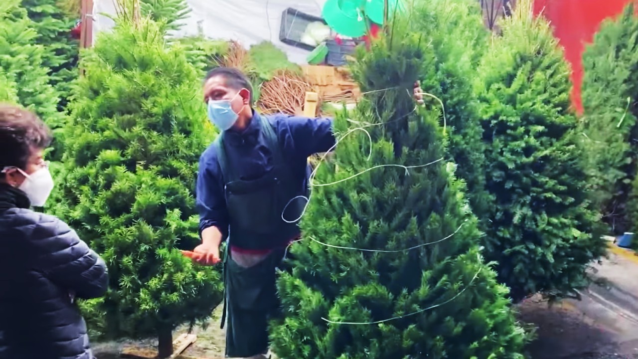 Se disparan precios de nochebuenas y árboles de Navidad en invernaderos de Xochimilco, golpeados por la pandemia