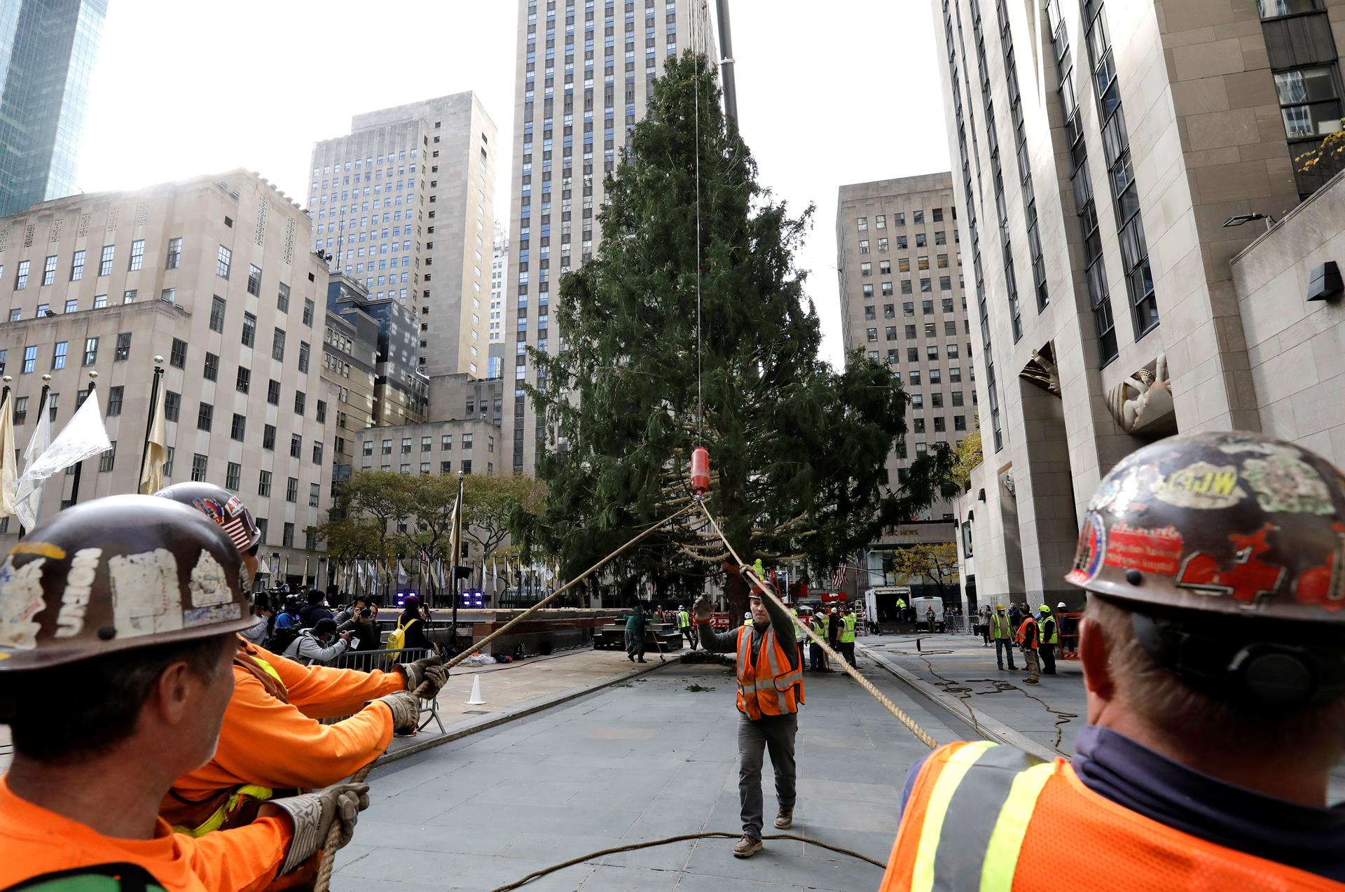 Llega a Nueva York árbol del Rockefeller Center que marca inicio de la Navidad