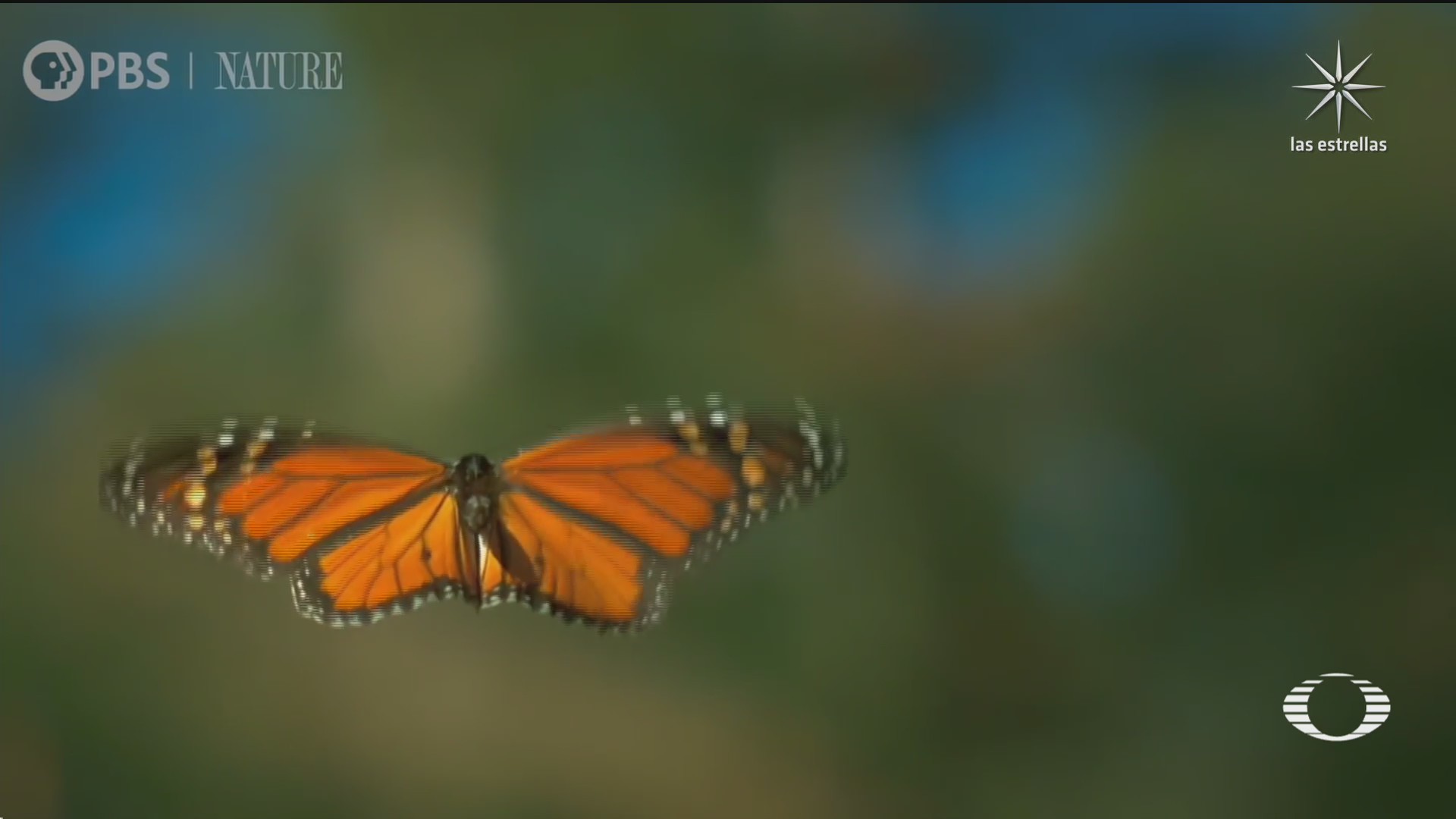 arriban primeras mariposas monarca a michoacan