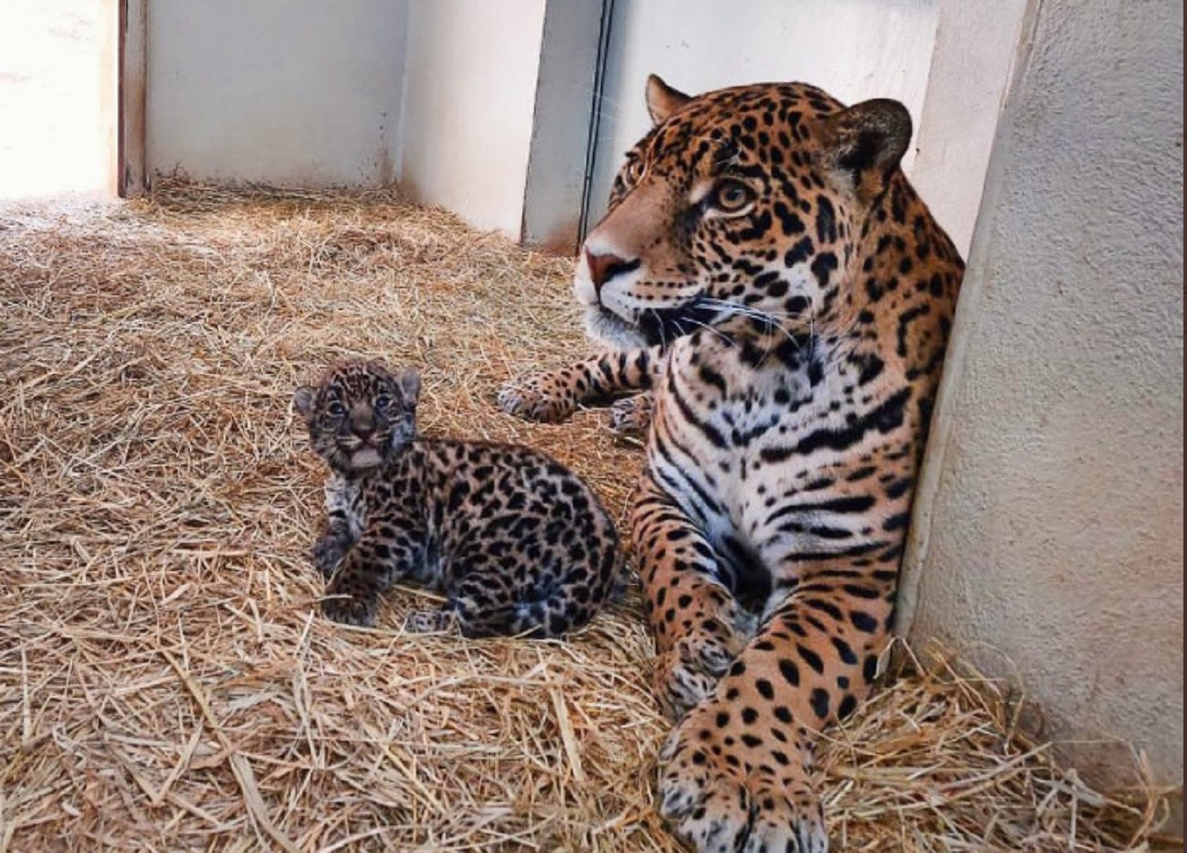 Nacen don cachorros de jaguar en Edomex