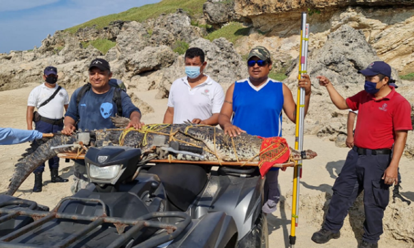 Capturan a cocodrilo de más de dos metros en playa de Oaxaca