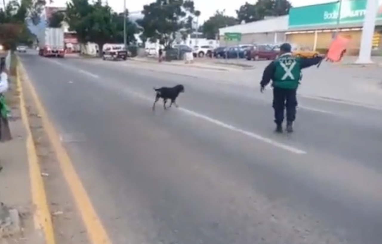 Policía paró el tránsito por un perro