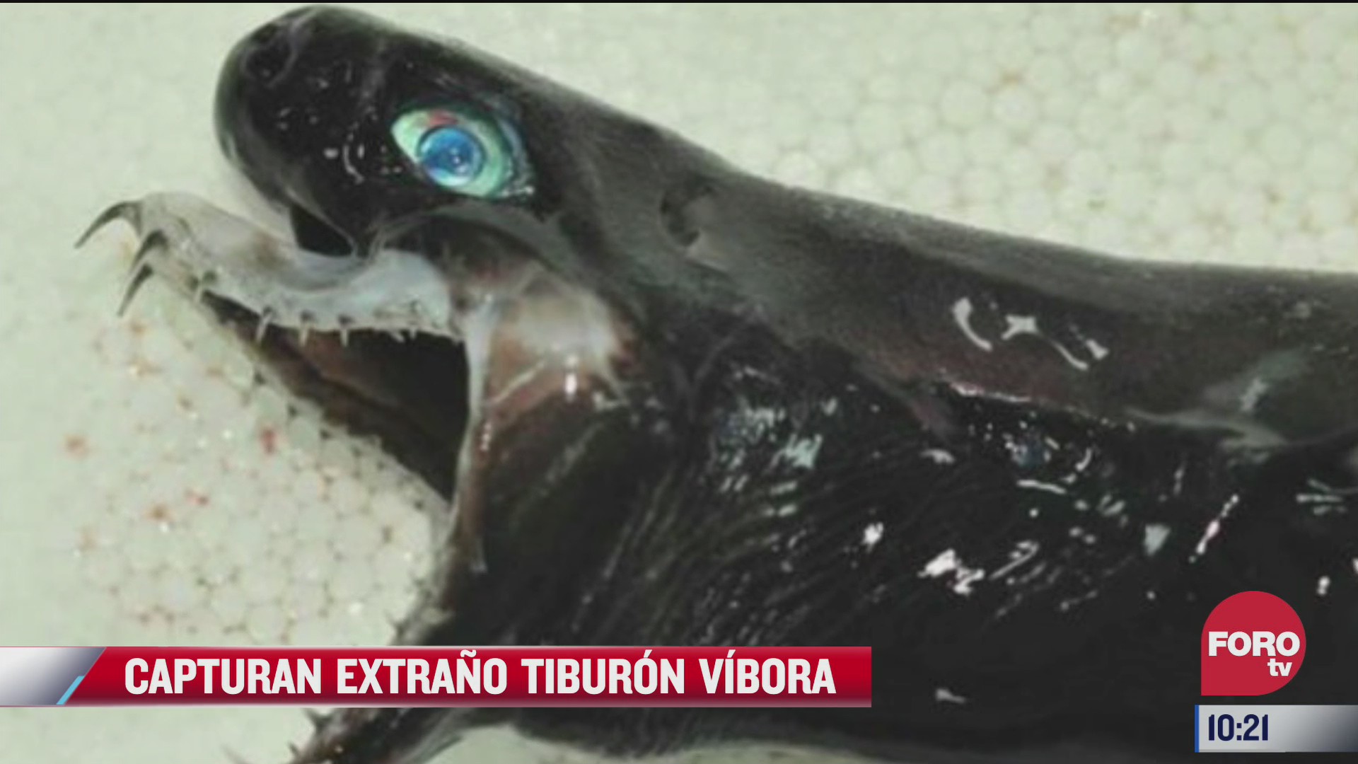 capturan ejemplares de tiburon vibora en taiwan
